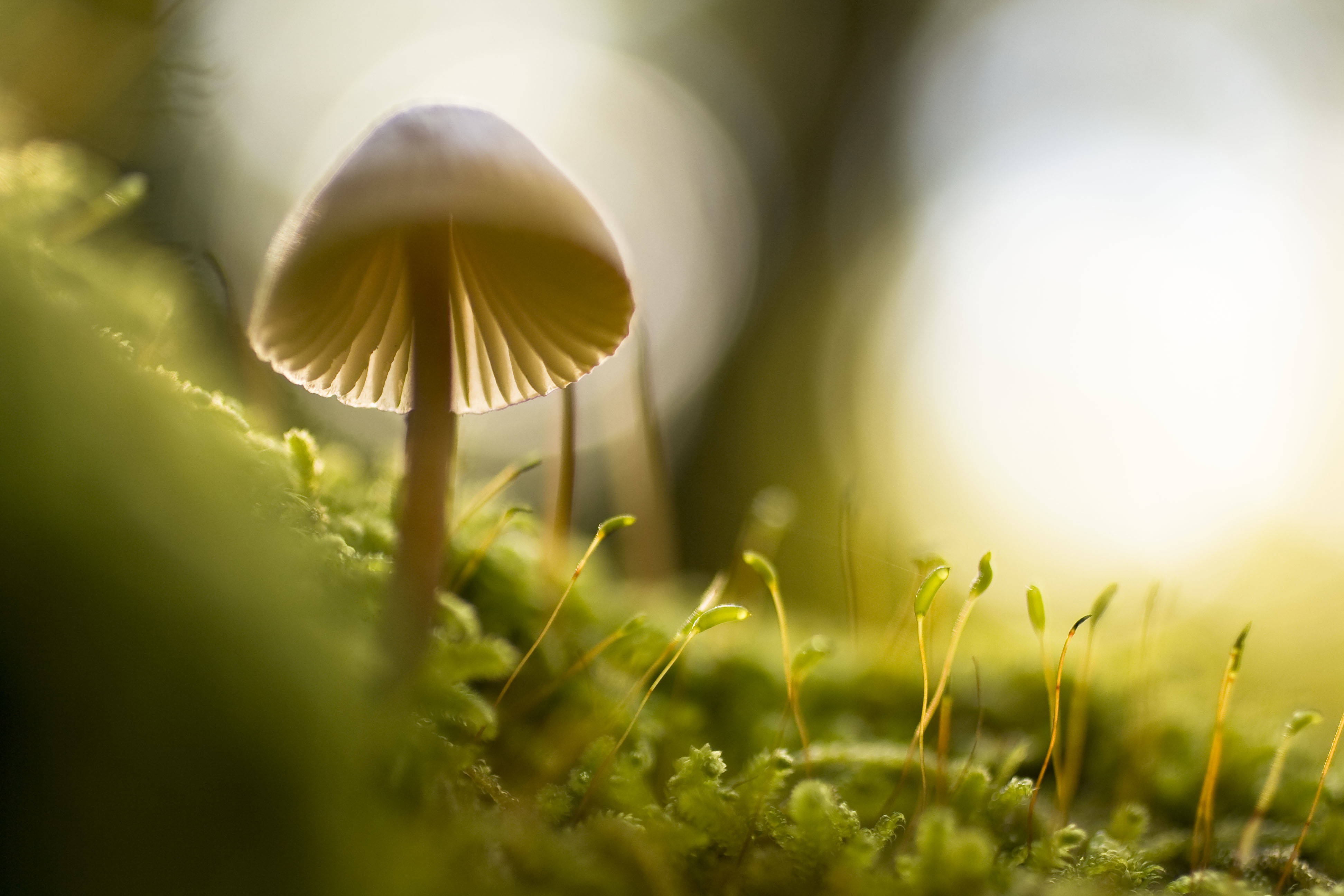 Fund Header Image