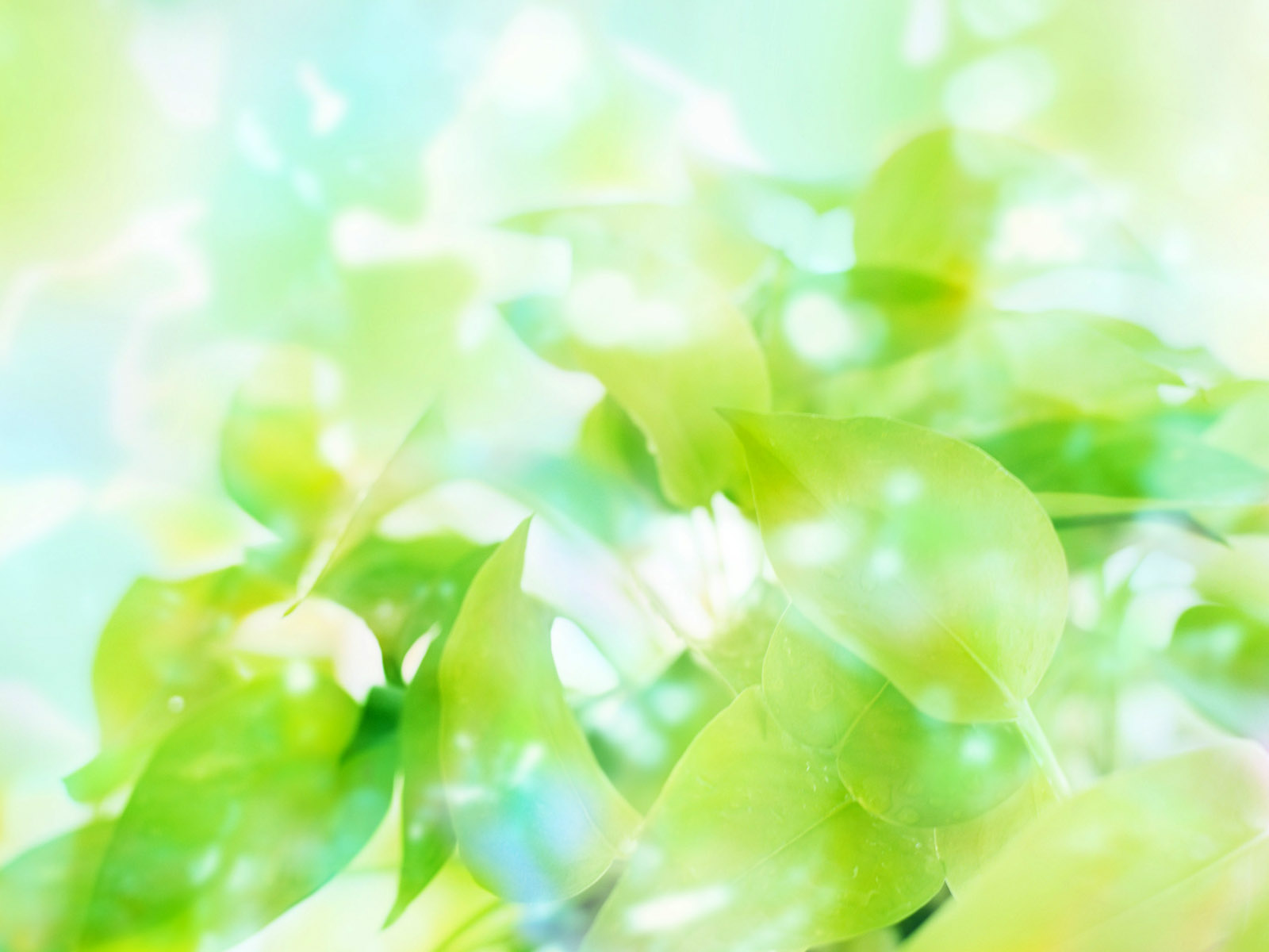 Fund Header Image