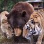 Noah's Ark Animal Rehabilitation Center and Sanctuary, Inc