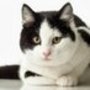 Nine Lives Foundation