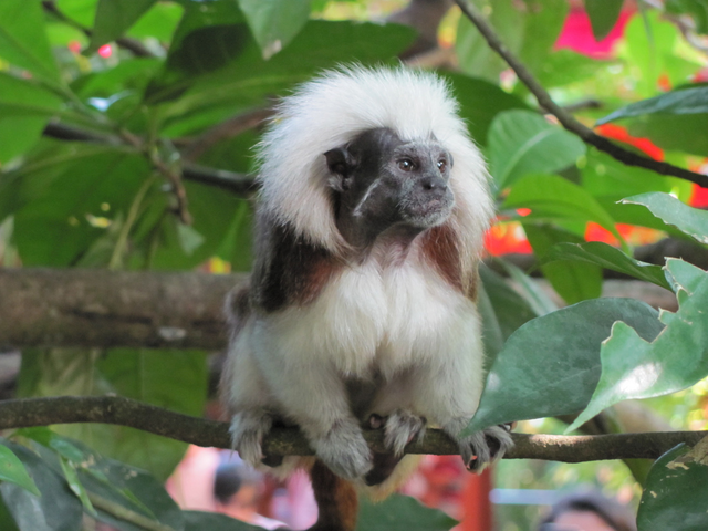 Critical Protection for Rarest Primates