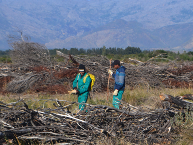 Burn the Trees to Save the Habitat