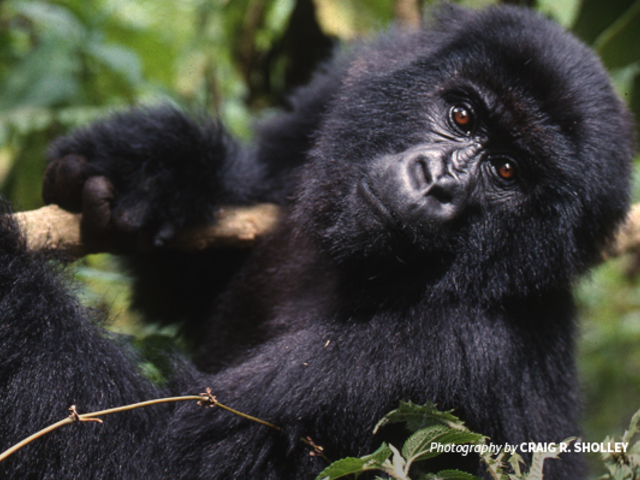 Endangered Mountain Gorillas Find a Safe Haven in Africa’s Oldest Park