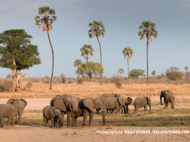 Bees are saving Tanzania’s elephants and improving rural livelihoods
