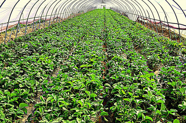 PUBPAT is suing to invalidate Monsanto’s patents on genetically engineered crops