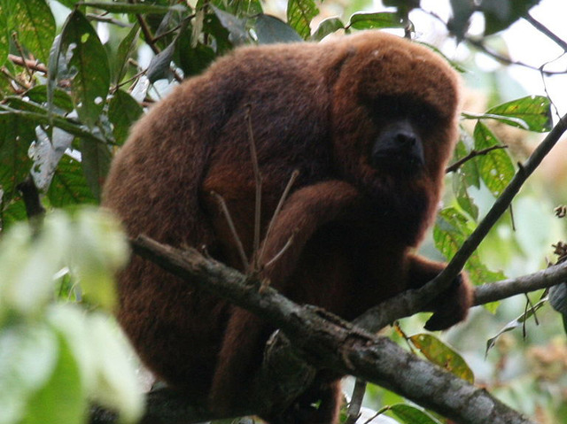 Rainforest Trust is saving the Northern brown howler monkey