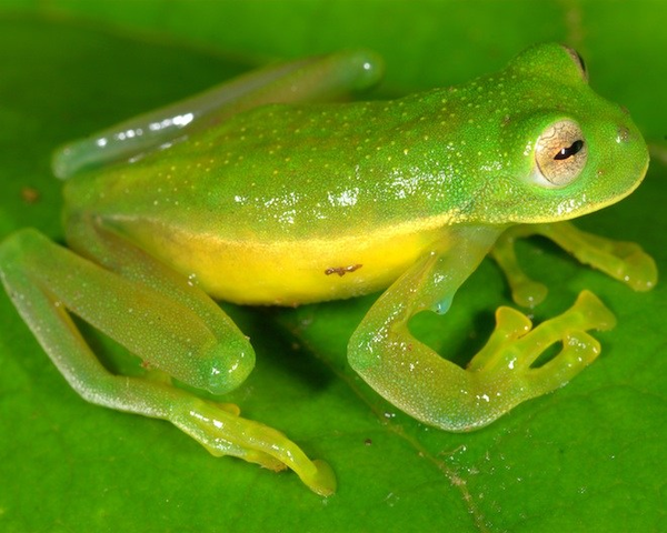 New Frog Species Discovered in Peru