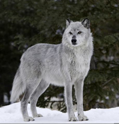 Return the Wolf. Restore the Balance.